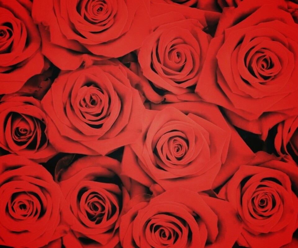 Букет красных роз обои