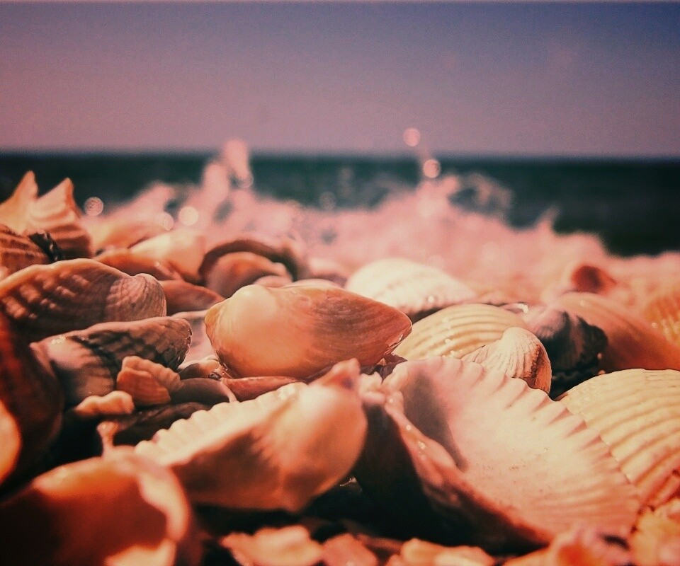 Морские ракушки обои