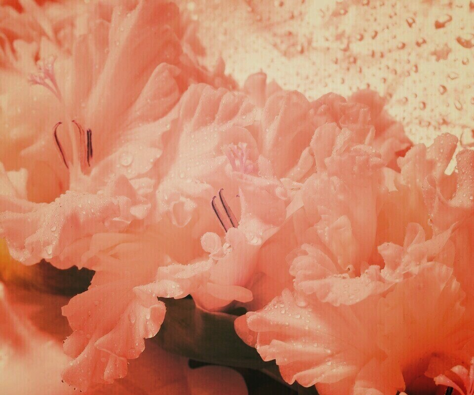 Гладиолус обои