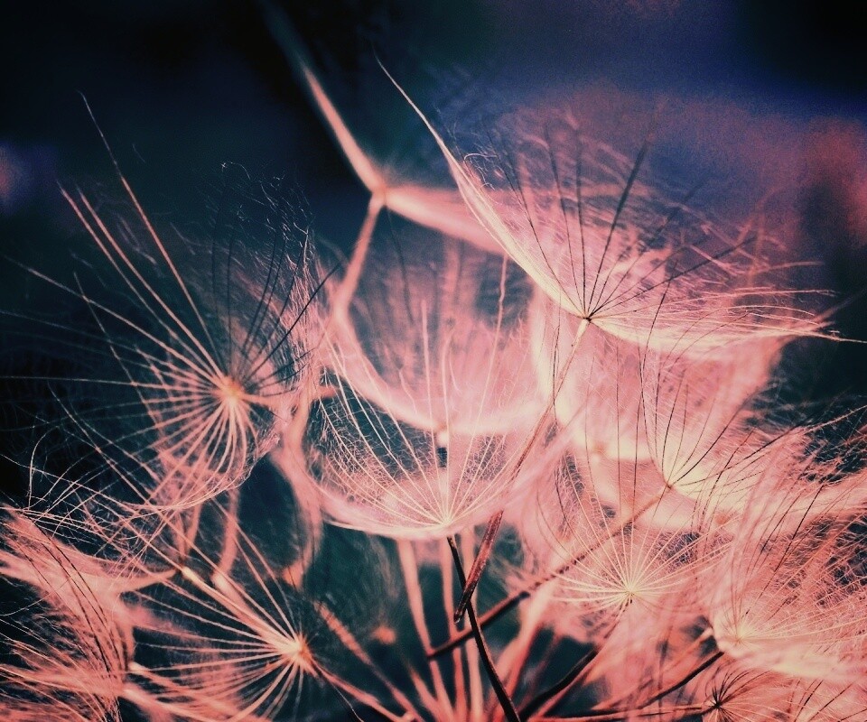 Семена одуванчика обои