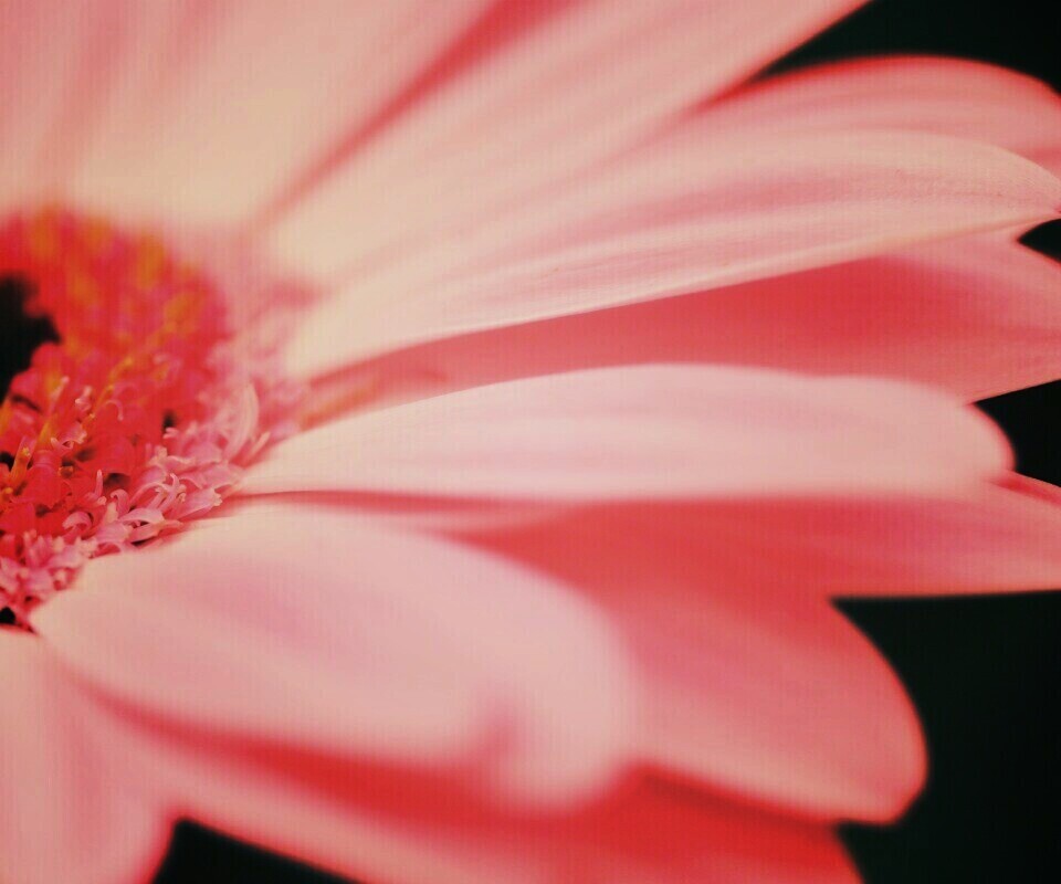 Гербер обои