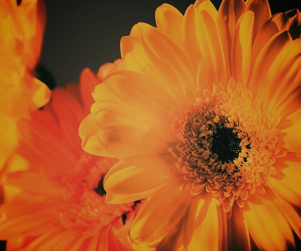 Желтый гербер обои