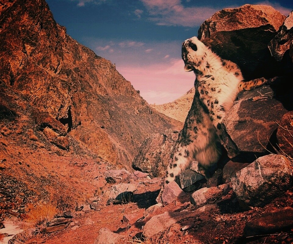 Барс чешется о камни обои