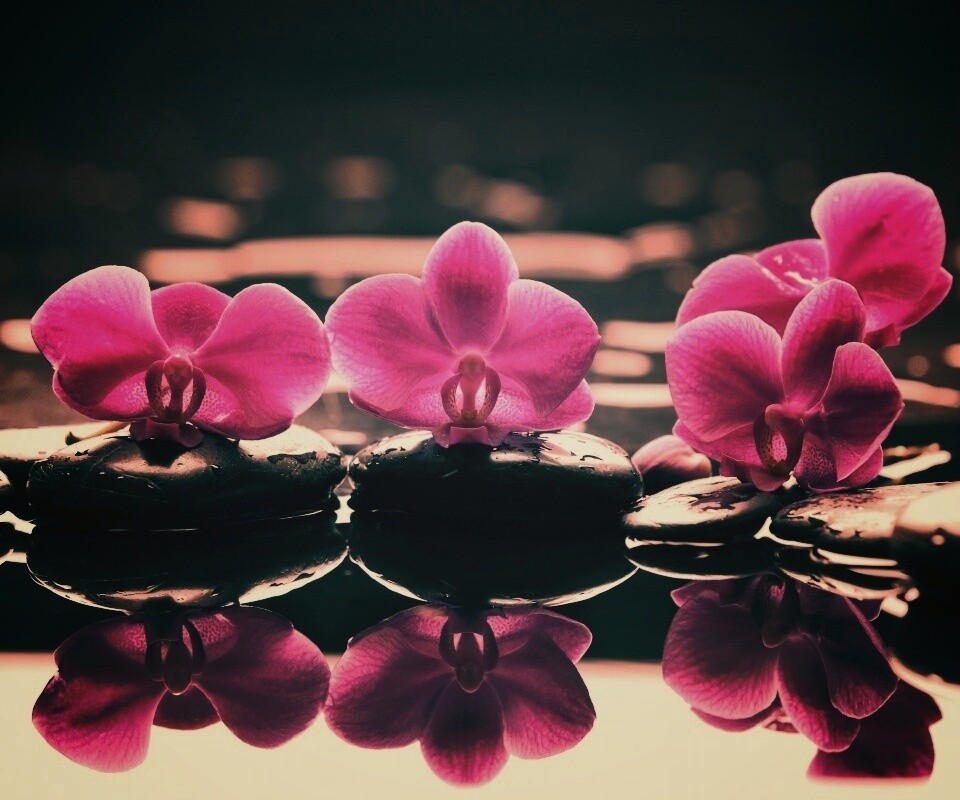 Орхидеи на камнях обои