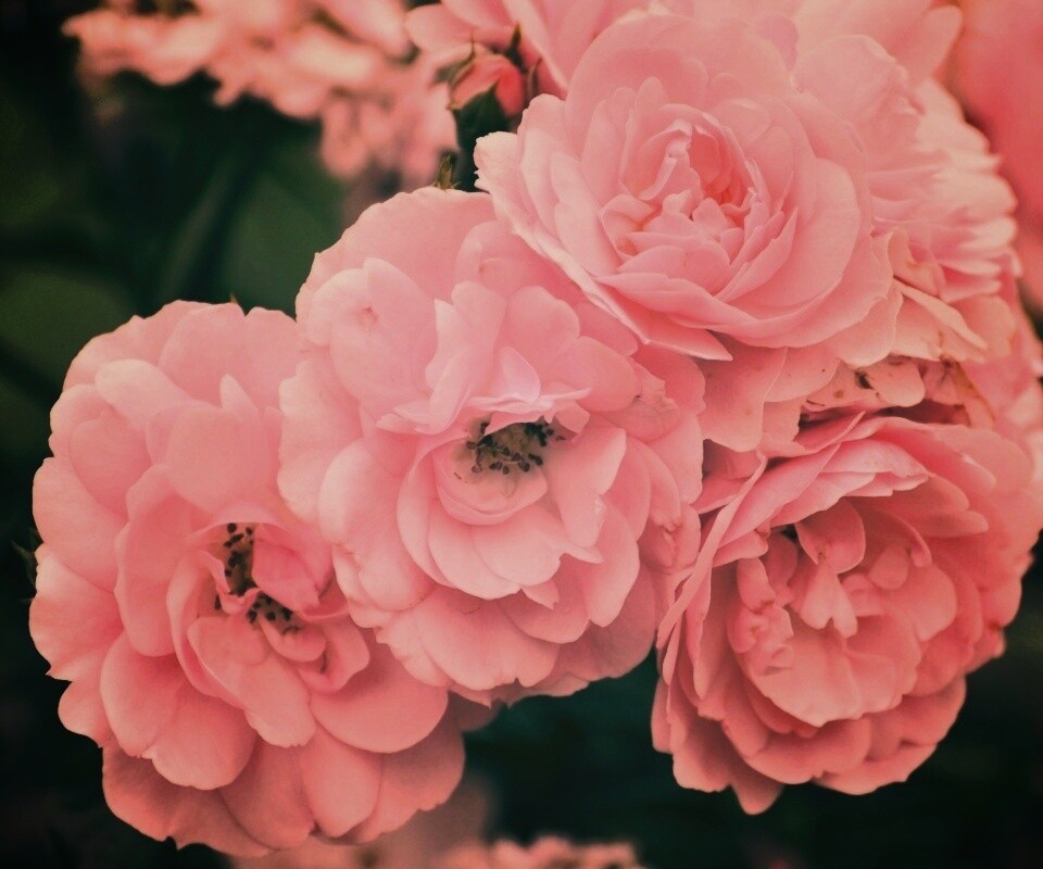 Розовые цветы обои