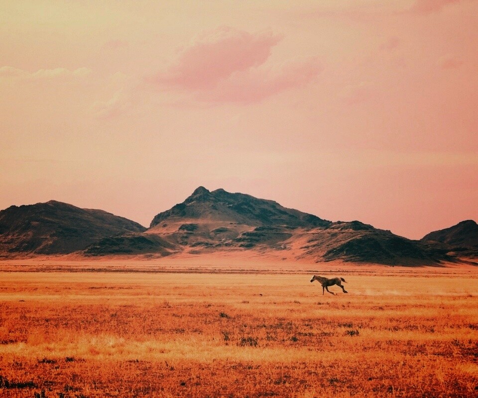 Мустанг в прериях обои
