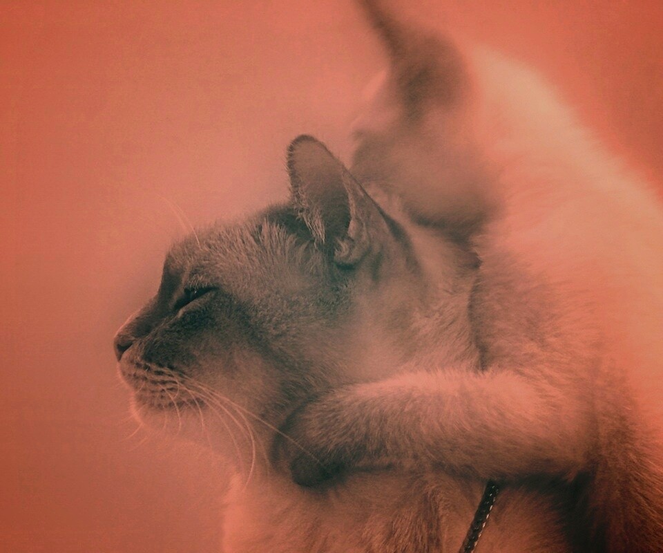 Котёнок обнимает маму обои