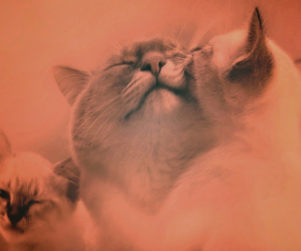 Котята с мамой обои