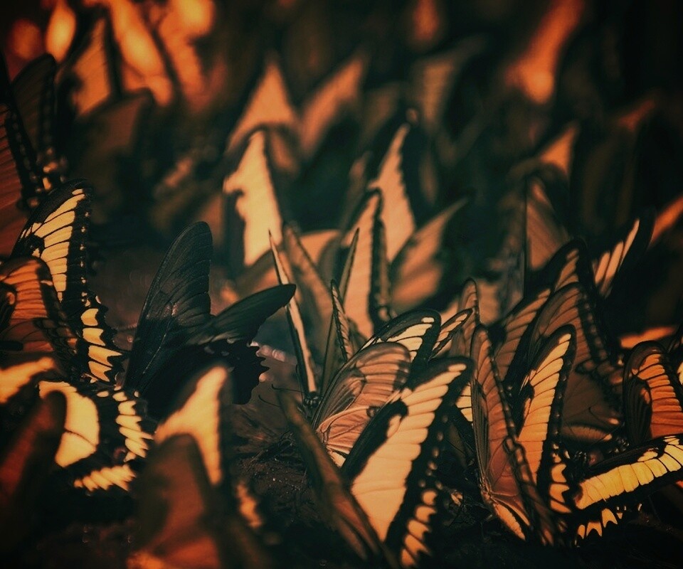 Стая бабочек обои