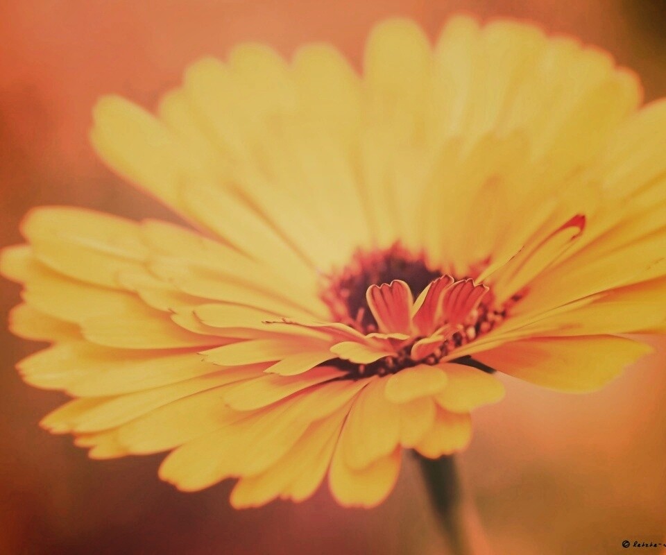 Желтый гербер обои