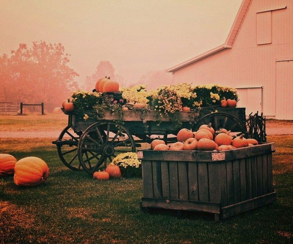 Урожай тыков обои