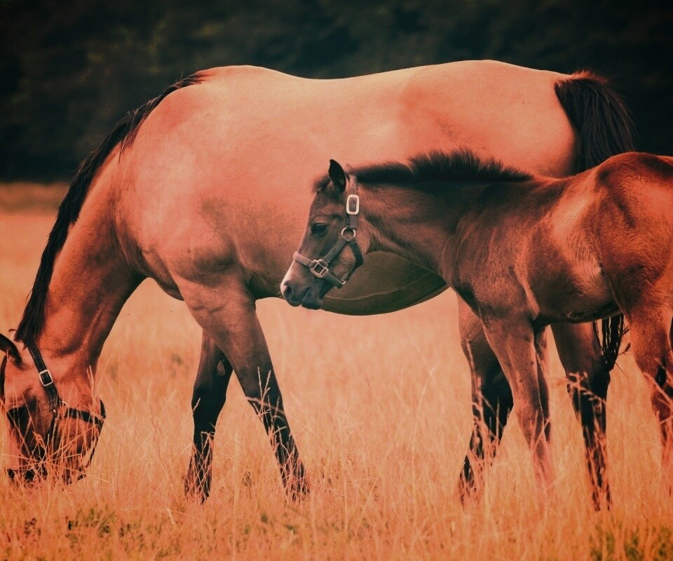 Жеребенок и беременная кобыла обои