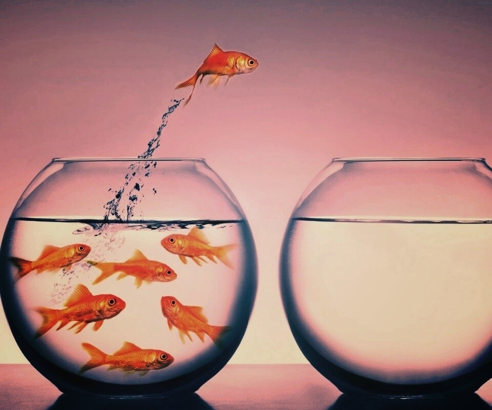 Побег рыбки обои