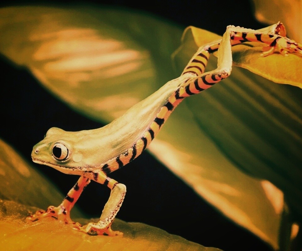 Лягушка переползает с листа на лист обои