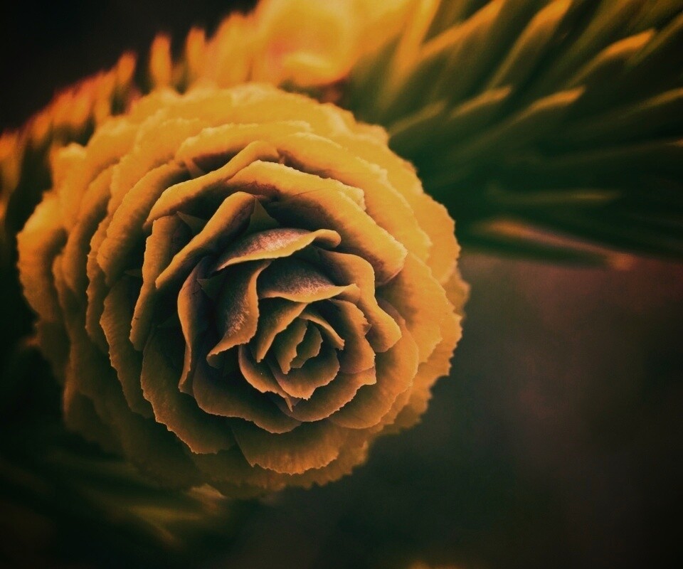 Молодая шишка обои