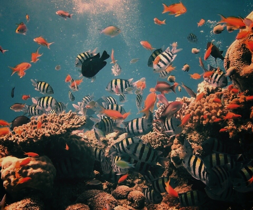 Жизнь в корраловом рифе обои