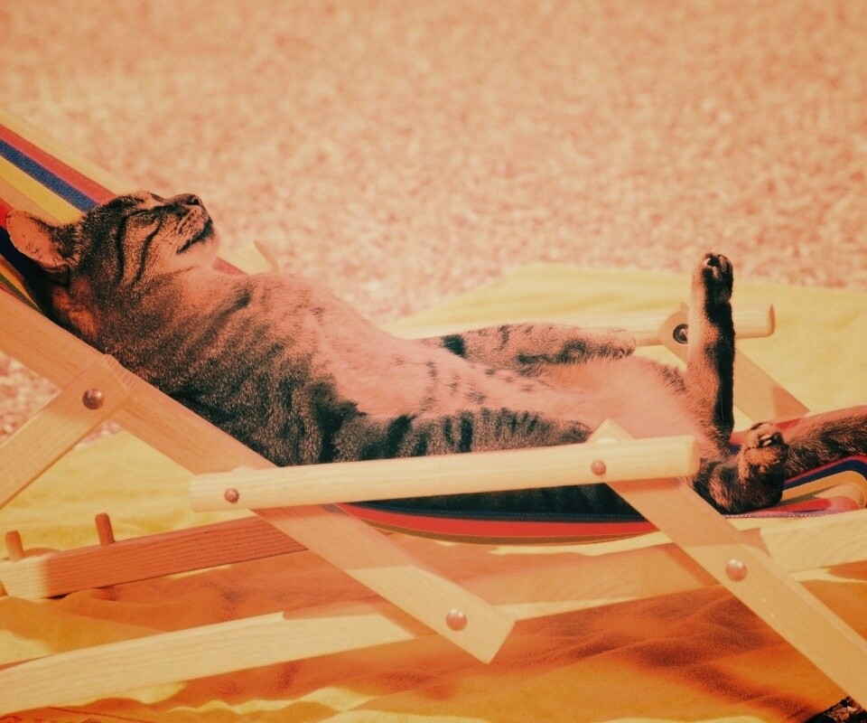 Кот в отпуске обои