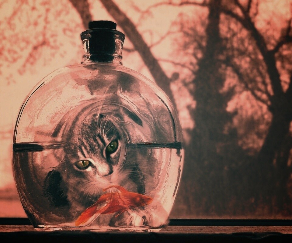 Кот наблюдает за рыбкой в бутылке обои