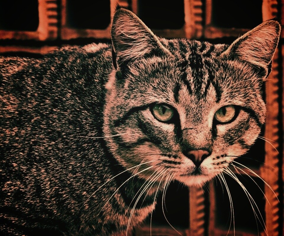 Зеленоглазый кот обои