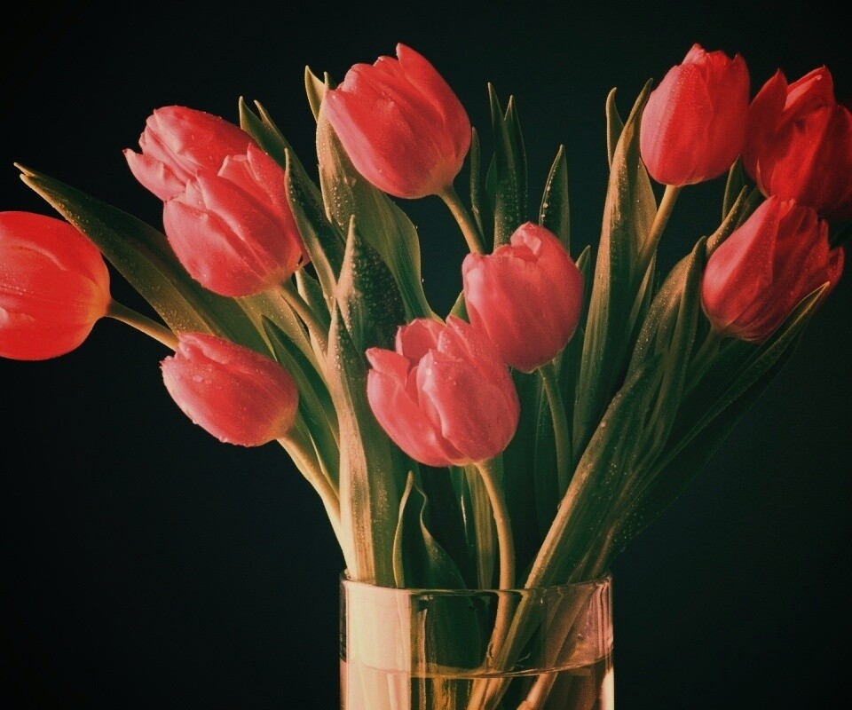 Букет тюльпанов обои