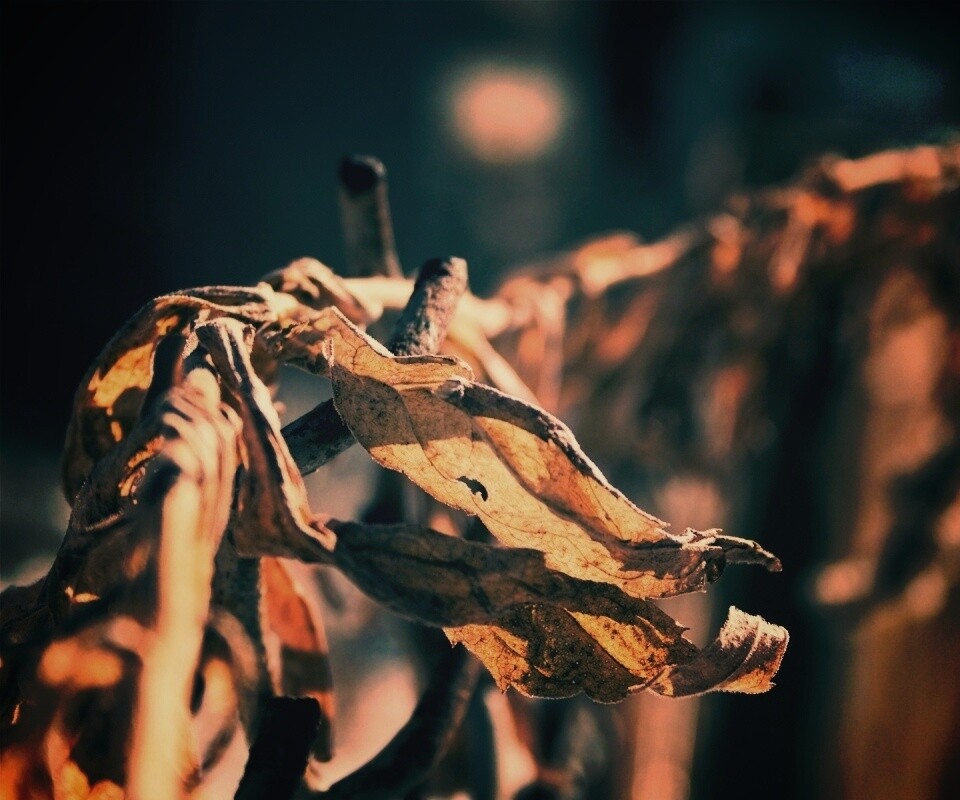 Сухие листья на железном заборе обои