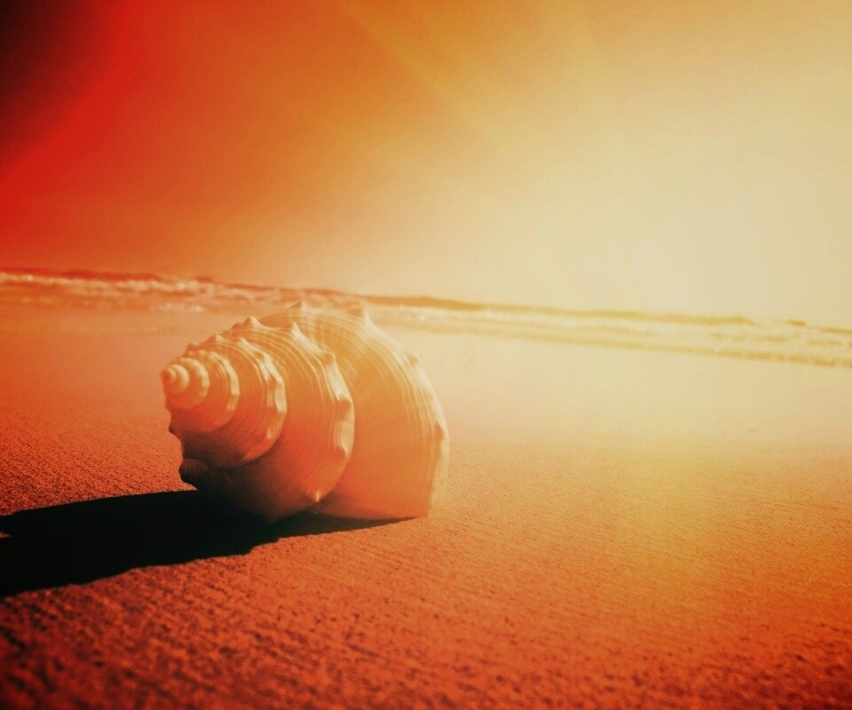 Золотистая ракушка обои