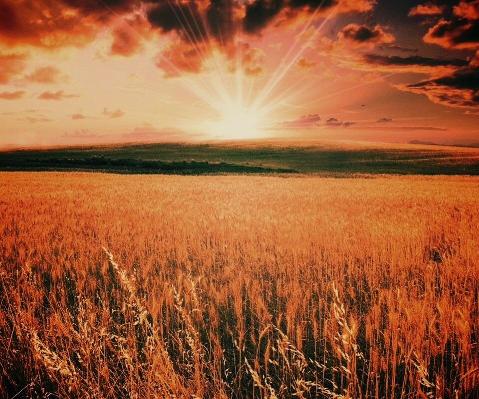 Восход над пшеничным полем обои