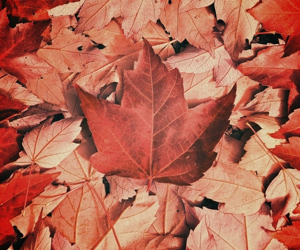 Флаг Канады из листьев обои