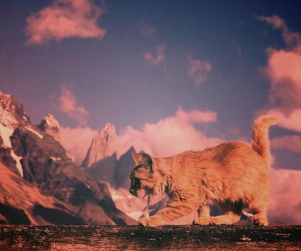 Рыжий котик в горах обои