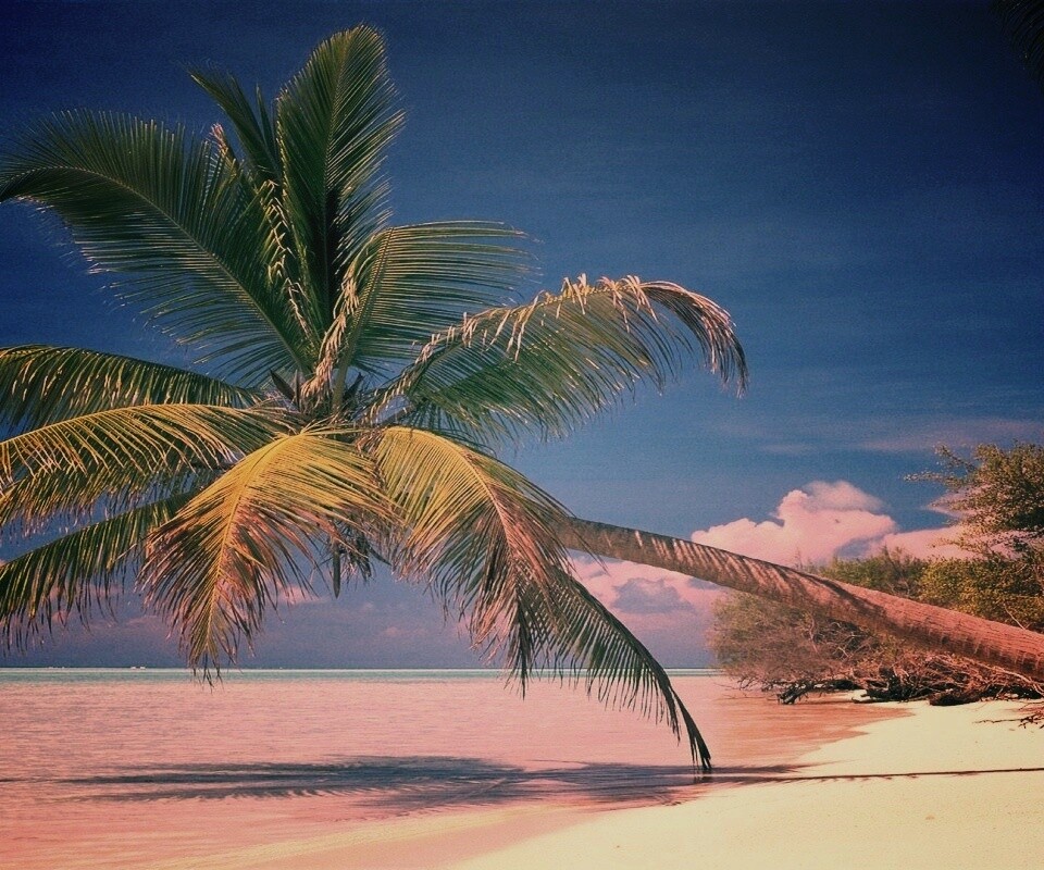 Пальма над водой обои