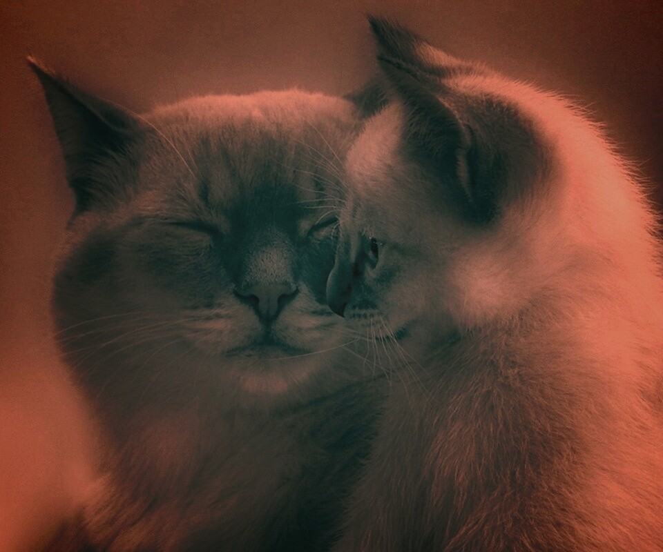 Кошка с котенком обои