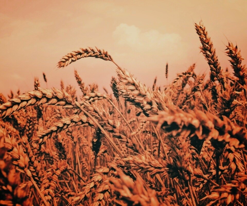 Пшеничные колосья обои