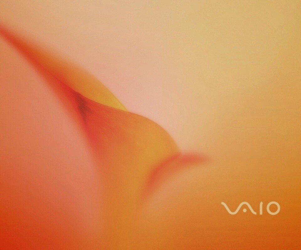 Цветок и логотип Vaio обои