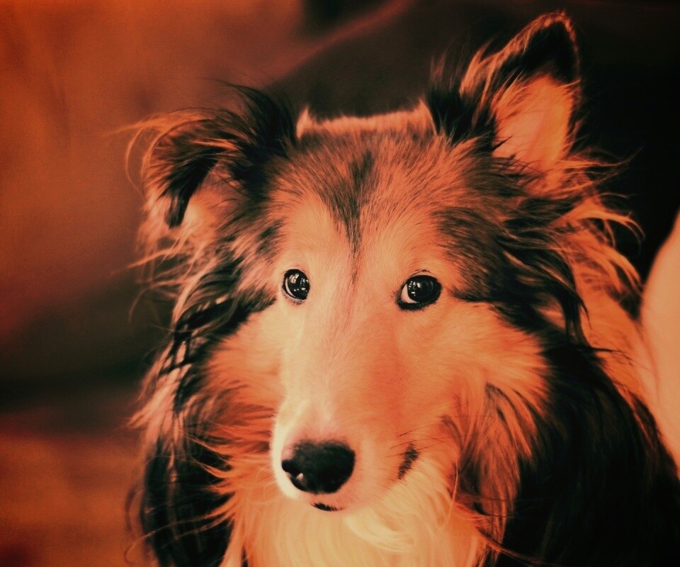 Колли с умными глазами обои