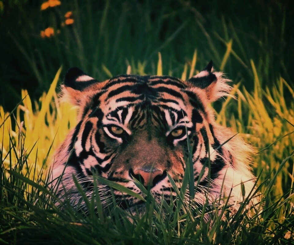 Морда тигра в траве обои