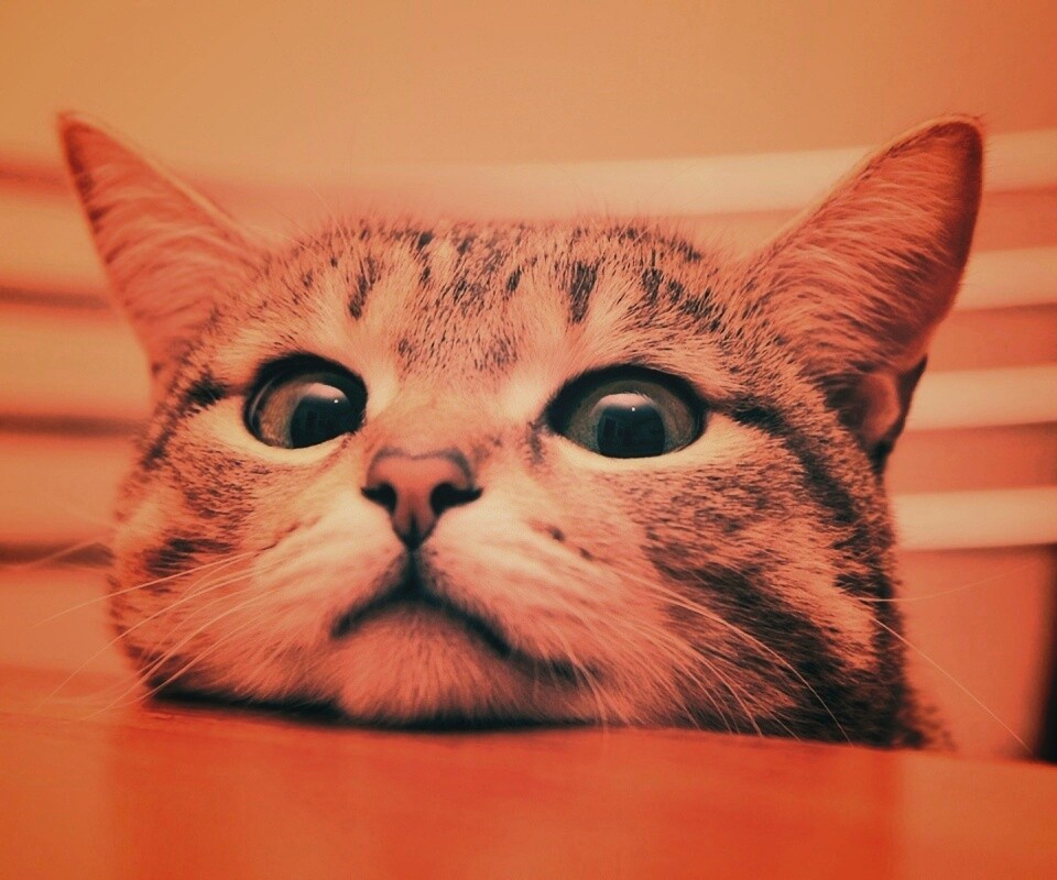 Любопытный котейка обои