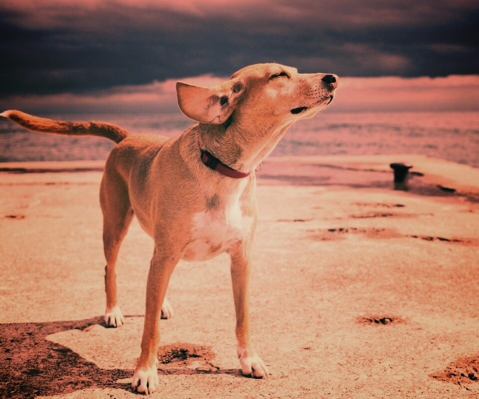 Собака на пирсе обои