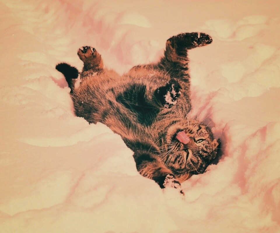 Кот валяется в снегу обои