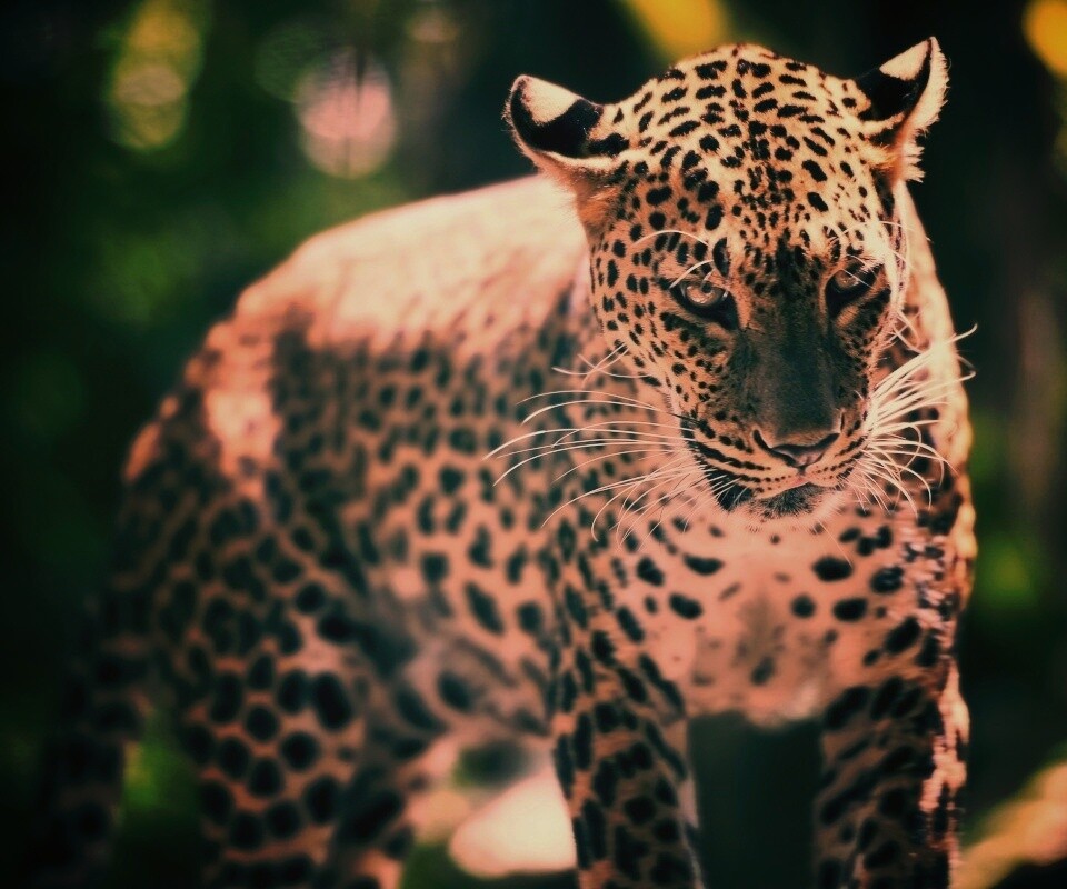 Леопард в сингапурском зоопарке обои