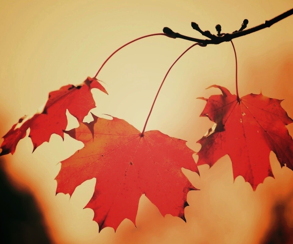 Покрасневшие листья клена обои