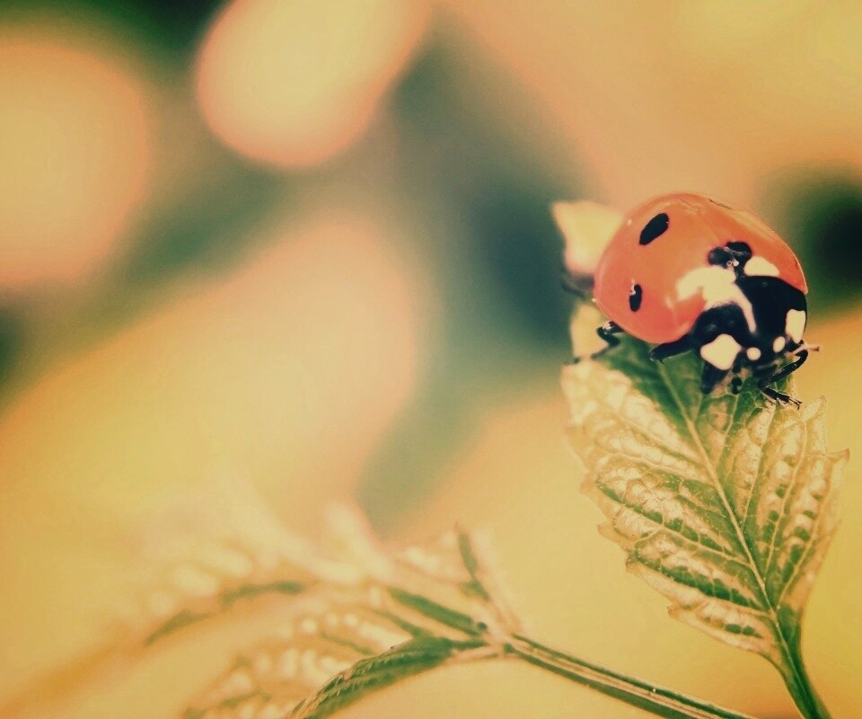 Божья коровка в макро обои