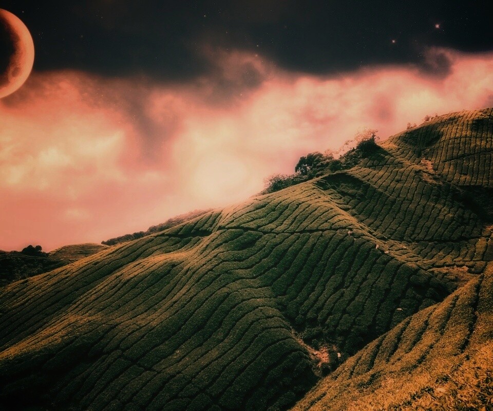 Чайные поля обои