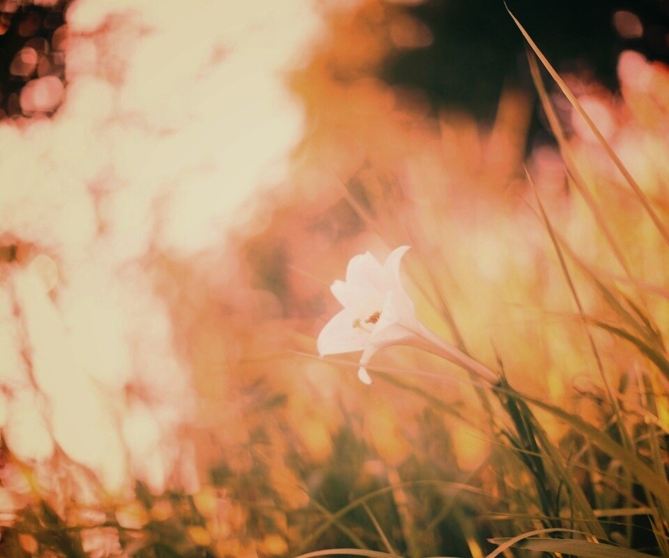 Цветок затерявшийся в траве обои