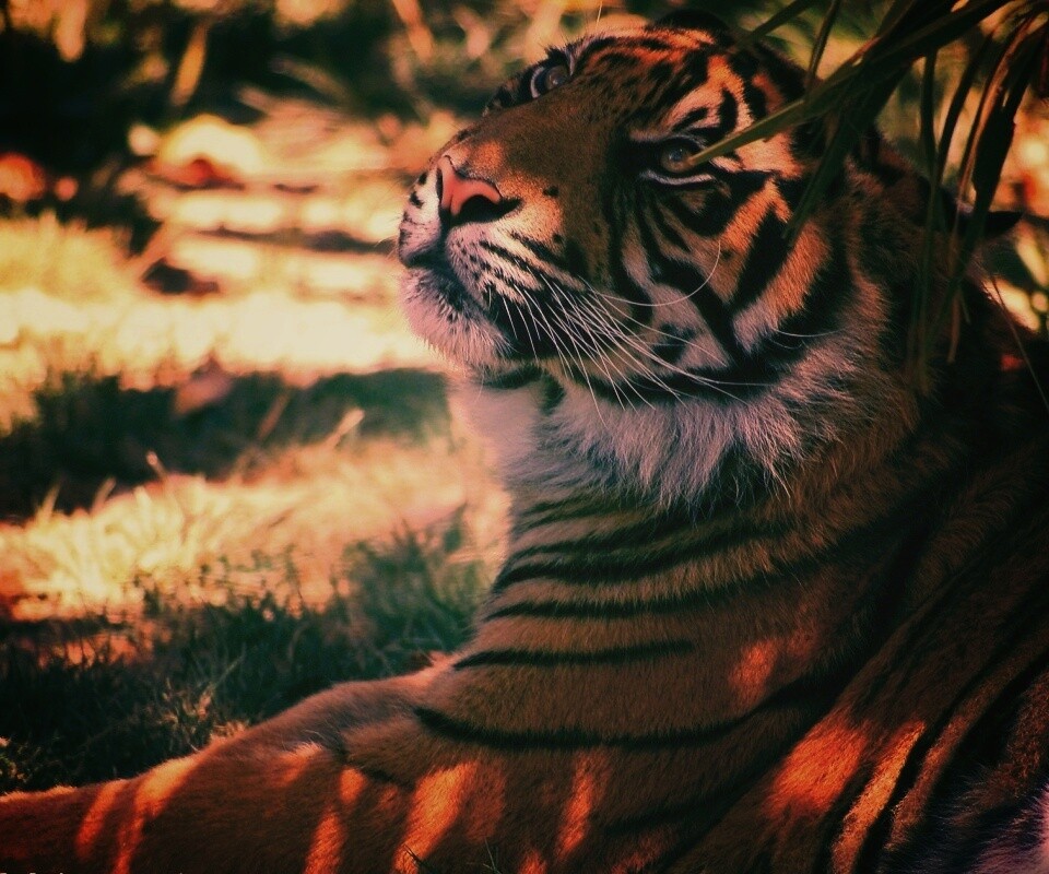 Отдыхающий в теньке хищник обои