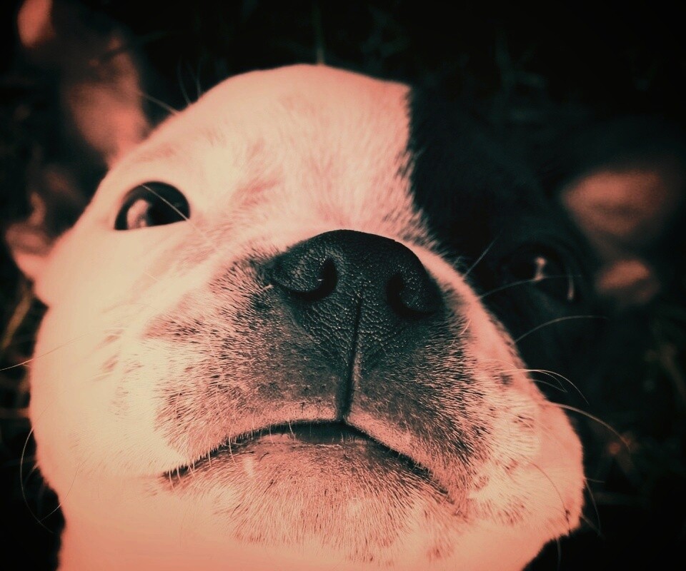 Бостонский терьер обои