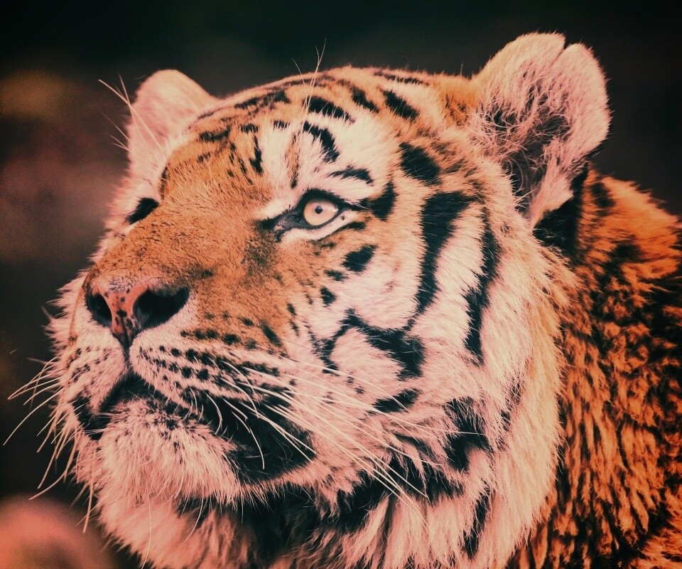 Амурский тигр обои