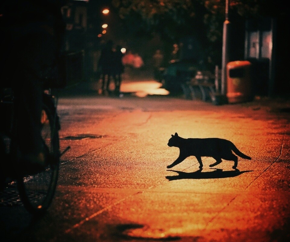 Кошка на ночной улице обои