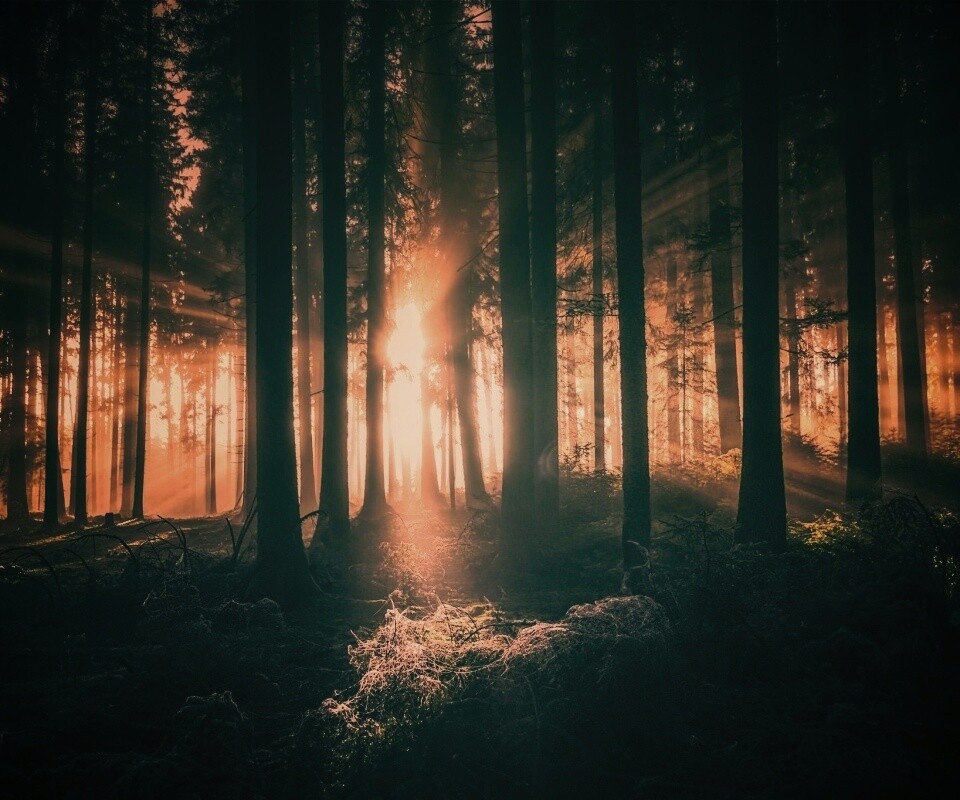 Свет пробивается сквозь стволы деревьев обои