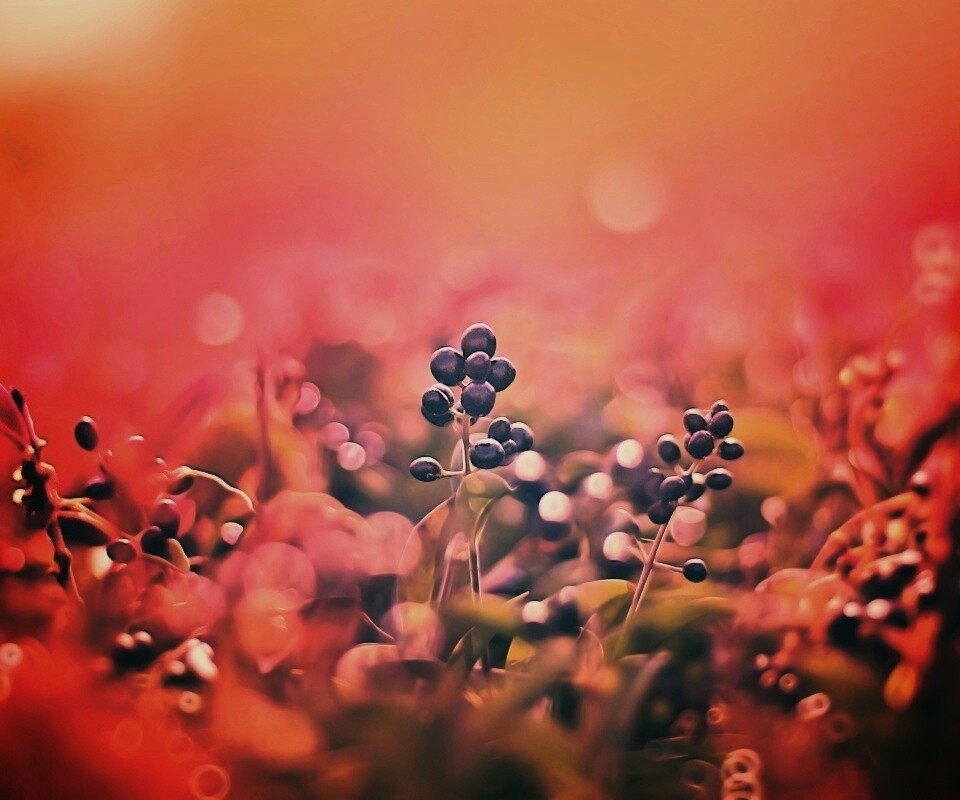 Фиолетовые ягоды обои