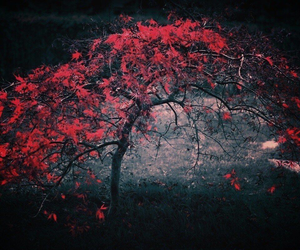 Розовое дерево обои